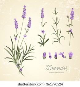 Vintage set of lavender flowers elements. Botanical illustration. . Lavender hand drawn. Watercolor lavender set.  Lavender flowers isolated on white background.