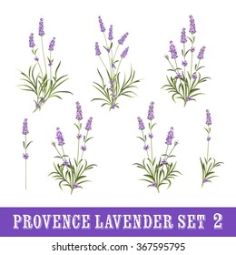 Vintage set of lavender flowers elements. Botanical illustration. Collection of lavender flowers on a white background. Watercolor lavender set.  Lavender flowers isolated on white background.