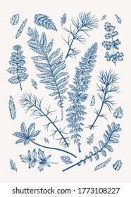 Vintage set with leaves. Vector illustration. Blue and white.