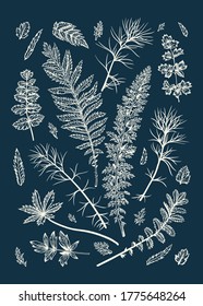 Vintage set with plants. Vector illustration. Blue background.