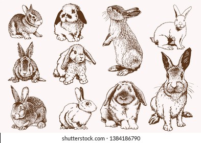 Conjunto de conejos, ilustración gráfica, conejo de Pascua, vector