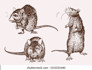 Vintage set of rats, graphical illustration,sepia