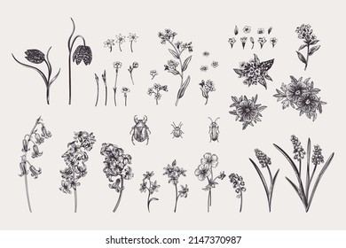 Vintage-Set mit Frühlingspflanzen und Käfer. Vektorbotanische Illustration. Bluebell, Anemon, Nelkraut, Haselhain, Hyazinth, Muscari, Geranium, Vergiss-me-not, Würze. Schwarz-Weiß.