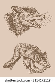 Vintage Set of two foxes ,vector graphical elements