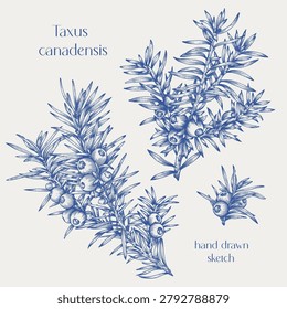 Vintage set Vector yew branches. Taxus canadensis. Hand drawn sketch. Engraved Blue beige graphic elements. Illustration for holiday decor design, greeting card, new year decoration. Winter plant