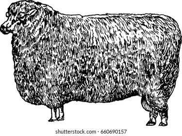 Vintage Sheep Illustration
