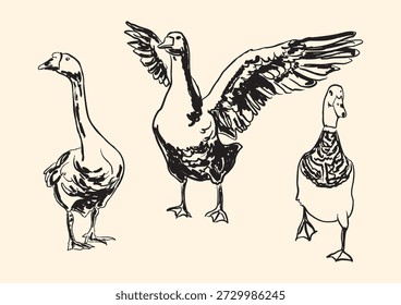 Vintage silly goose set featuring funny poses and expressive wings in detailed line art. Playful farm bird collection ideal for cute, humor, rustic, rural, mascot, animal and nature themed design projects.