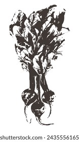 boceto vintage de la raíz de remolacha. Bosquejos retro de verduras.