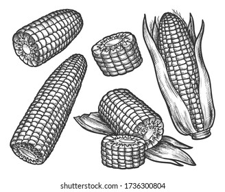 Vintage sketch of corn cob with grains. Hand drawn sweet maize. Popcorn ingredient or raw corncob. Farm harvest and vegetarian food, organic nutrition, vegetable. Market product sketching