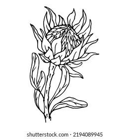 Vintage sketch of an exotic protea flower. Vector graphics.