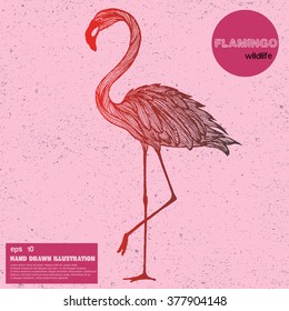 Vintage sketch of flamingo. Hand drawn illustration in line art style.