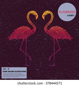 Vintage sketch of flamingos. Hand drawn illustration in line art style.