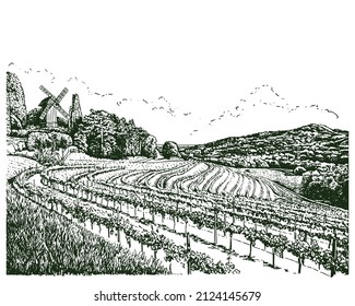 Dibujo vintage de la granja de vides. Dibujo vectorial de viñedos. Ilustración del paisaje rural con campos de uva