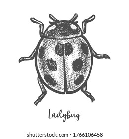 Vintage sketch of ladybug insect. Hand drawn vector ladybird. Engraved insect or drawing of lady bird. Beetle or bug animal. Cartoon wildlife icon or tattoo. Lady-bug engraving. Entomology, biology