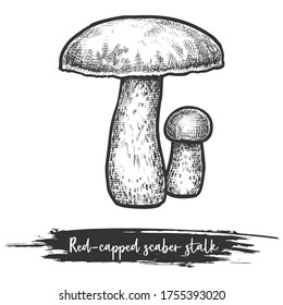 Vintage sketch of red-caped scaber stalk mushroom. Fungus with red cap isolated. Vegetarian or vegan edible fungi. Forest or wood shroom. Natural or organic plant. Recipe or cook book vector sign