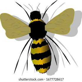 Vintage sketch set with bee on white background. Beekeeping symbol. Bees wax sign symbol. White background isolated. Honey sketch. Funny bug set.