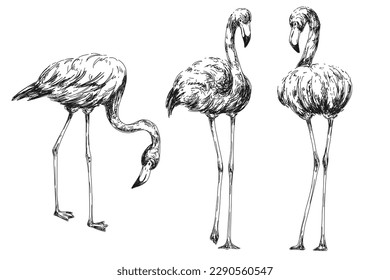 Vintage sketch set of flamingo birds. Vector illustration.	