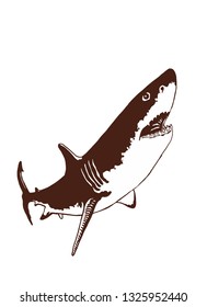 Vintage sketch of shark, vector illustration