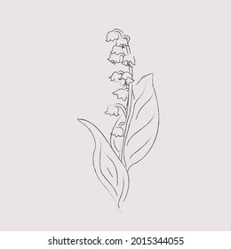 Vintage sketch style vector illustration of lily of the valley