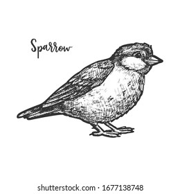 Vintage sketch of true or american sparrow, old world passerine bunting. Flying animal with beak and wing, feather and plumage. Fauna and biology book vector illustration. Tattoo and mascot