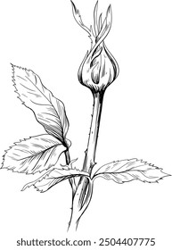 Boceto de Antiguas de la flor salvaje. Arte de tinta grabada en blanco y negro. elemento de ilustración aislado sobre fondo blanco.