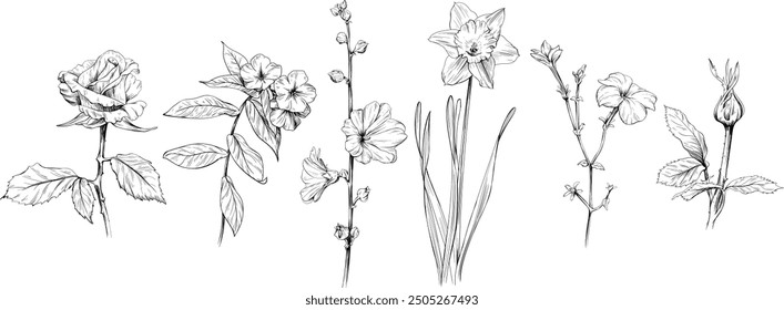 Boceto de Antiguas de conjunto de flores silvestres. Arte de tinta grabada en blanco y negro. elemento de ilustración aislado sobre fondo blanco colección.