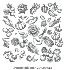 Vintage sketched vegetables. Hand drawn vegetable sketches, lettuce asparagus zucchini pepper organic foods pencilled drawings, garden food drawing sketch vector illustrated