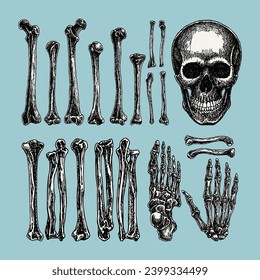 Vintage Skull head vector human bones, hand drawn illustration