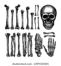 Vintage Skull head vector human bones, hand drawn illustration