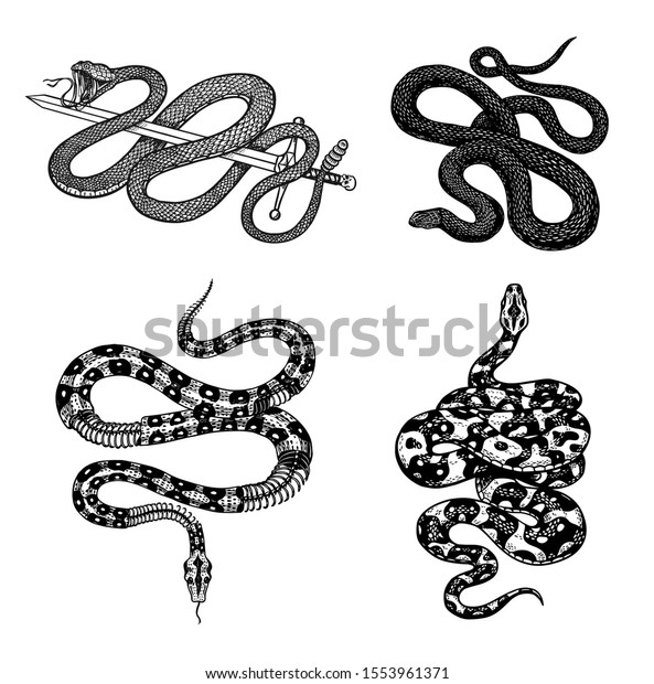 Vintage Snake Set Royal Python Milk Stock Vector (Royalty Free ...