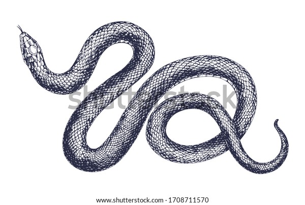 Vintage Snake Vector Engraving Illustration Hand Stock Vector (Royalty