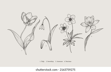 Vintage spring flowers. Vector botanical illustration. Anemone, Narcissus, Tulip, Snowdrop