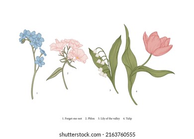 Vintage spring flowers. Vector botanical illustration. Phlox, tulip, forget-me-not, lily of the valley.	
