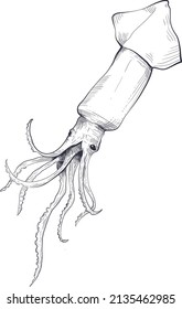 Vintage squid illustration in line (vector).