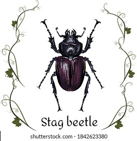 Vintage stag beetle colored with grey purple violet, blue hues. Male and female stag beetle with black stroke. Vector illustration