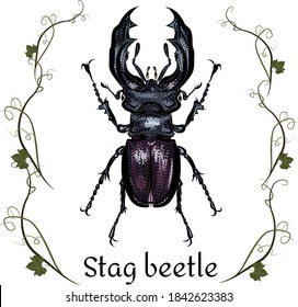 Vintage stag beetle colored with grey purple violet, blue hues. Male and female stag beetle with black stroke. Vector illustration