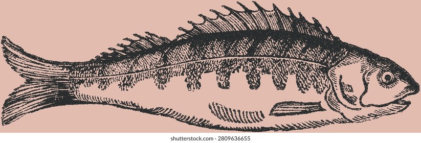 Vintage stipple illustration of a perch fish with detailed scales and dorsal fin	