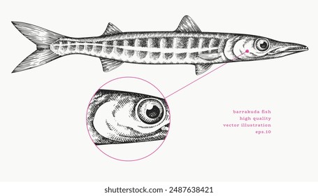 Vintage Style Barracuda Illustration. Vector Hand Drawn Fish. High Quality Old Fashion Image