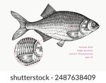 Vintage Style Bream Illustration. Vector Hand Drawn Fish. High Quality Old Fashion Image