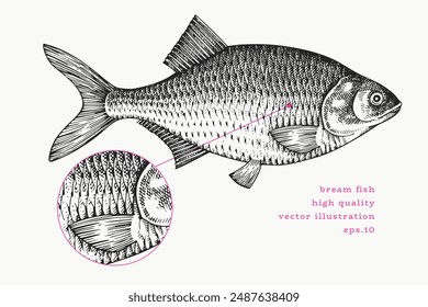 Ilustración de Bream estilo Antiguas. Vector de pescado dibujado a mano. Imagen de moda antigua de alta calidad