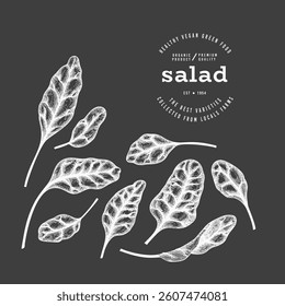 Vintage Style Chalk Board Beet Greens Illustration. Green Vegetable Illustration. Vector Hand Drawn Salad. 