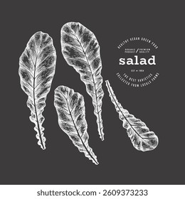 Vintage Style Chalk Board Turnip Greens Illustration. Green Vegetable Illustration. Vector Hand Drawn Salad. 