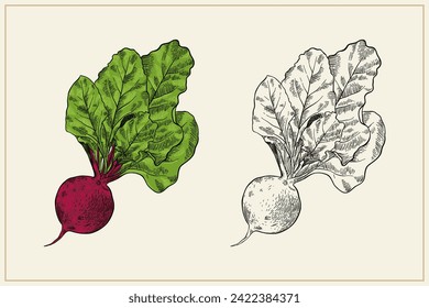 Ilustración de Kohlrabi de estilo vintage