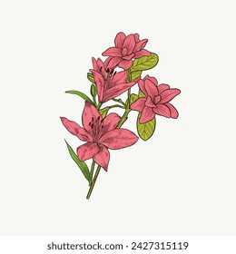 vintage style hand drawn pink flower illustration