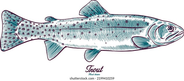vintage style hand drawn vector illustration with a beautiful trout