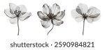 Vintage style herbarium plant set with X-ray effect. Trendy grunge style flowers. Texture in the form of vector points.