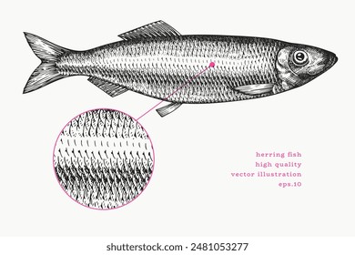 Vintage Style Herring Illustration. Vector Hand Drawn Fish. High Quality Old Fashion Image