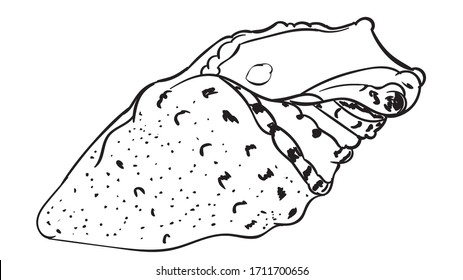 Vintage style illustration of decorative seashell background.