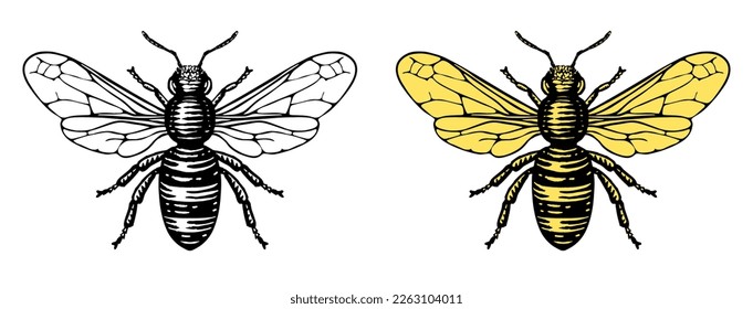 Ilustración de estilo vintage de una abeja de miel en un estilo de madera.