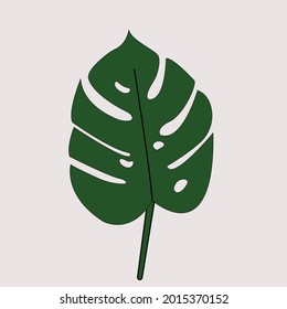 Vintage style illustration of monstera leaf